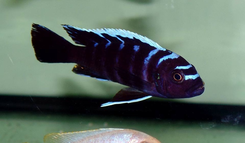 Cynotilapia zebroides 'Ndonga (Deep)'